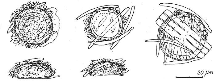 Pyxidicula crustatus